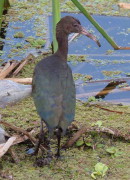 Cuervillo de cañada/White-faced Ibis