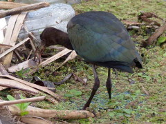 Cuervillo de cañada/White-faced Ibis