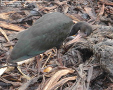 Cuervillo cara pelada/Bare-faced Ibis