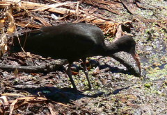 Cuervillo cara pelada/Bare-faced Ibis