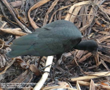 Cuervillo cara pelada/Bare-faced Ibis