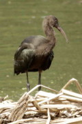 Cuervillo de cañada/White-faced Ibis