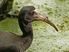 Cuervillo cara pelada/Bare-faced Ibis