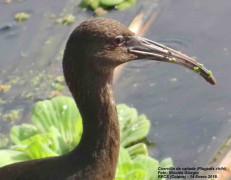 Cuervillo de cañada/White-faced Ibis