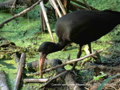 Cuervillo cara pelada/Bare-faced Ibis