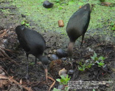 Cuervillo de cañada/White-faced Ibis