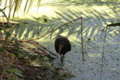 Cuervillo cara pelada/Bare-faced Ibis