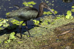 Cuervillo de cañada/White-faced Ibis