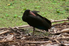 Cuervillo cara pelada/Bare-faced Ibis