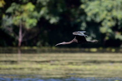 Cuervillo de cañada/White-faced Ibis