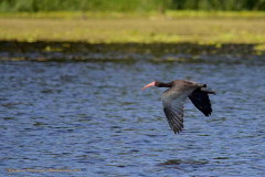 Cuervillo cara pelada/Bare-faced Ibis