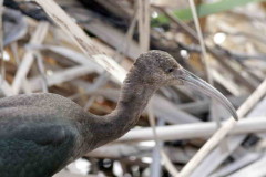 Cuervillo de cañada/White-faced Ibis