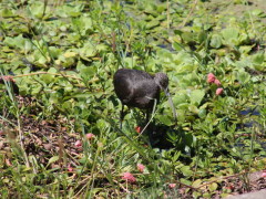 Cuervillo de cañada/White-faced Ibis