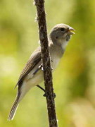 Corbatita común/Double-collared Seedeater