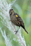 Varillero ala amarilla/Yellow-winged Blackbird