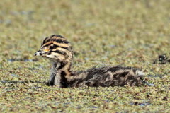 Macá común/White-tufted Grebe