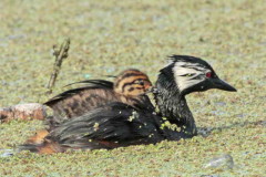 Macá común/White-tufted Grebe