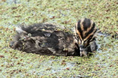 Macá común/White-tufted Grebe