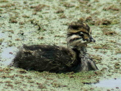 Macá común/White-tufted Grebe