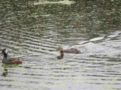 Macá común/White-tufted Grebe