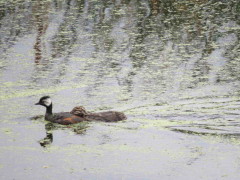 Macá común/White-tufted Grebe