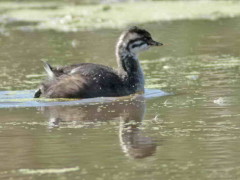 Macá común/White-tufted Grebe