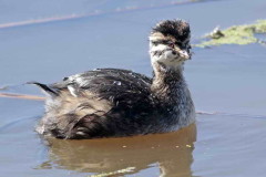 Macá común/White-tufted Grebe