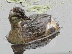 Macá común/White-tufted Grebe