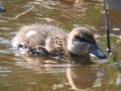 Pato capuchino/Silver Teal