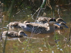 Pato capuchino/Silver Teal