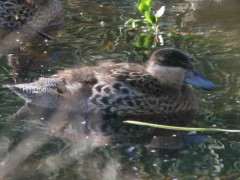 Pato capuchino/Silver Teal