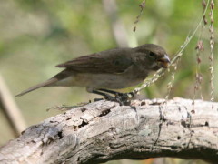 Corbatita común/Double-collared Seedeater