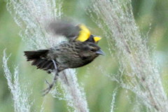 Varillero ala amarilla/Yellow-winged Blackbird