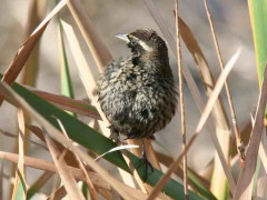 Varillero ala amarilla/Yellow-winged Blackbird