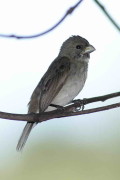 Corbatita común/Double-collared Seedeater