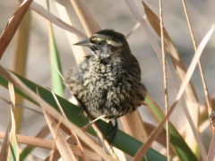 Varillero ala amarilla/Yellow-winged Blackbird