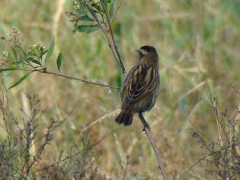 Varillero ala amarilla/Yellow-winged Blackbird