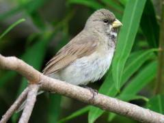 Corbatita común/Double-collared Seedeater