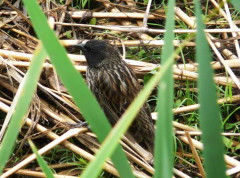 Varillero ala amarilla/Yellow-winged Blackbird