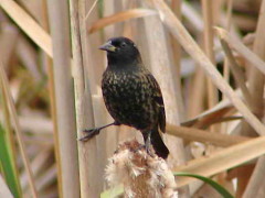 Varillero ala amarilla/Yellow-winged Blackbird