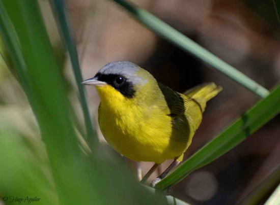 Arañero cara negra/Masked Yellowthroat