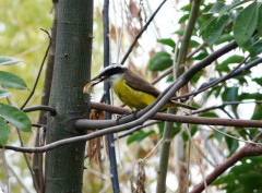 Benteveo común/Great Kiskadee