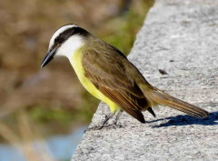 Benteveo común/Great Kiskadee