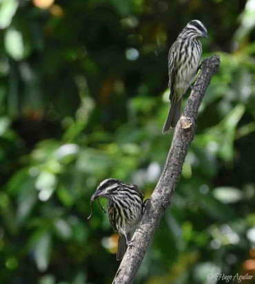 Benteveo rayado/Streaked Flycatcher