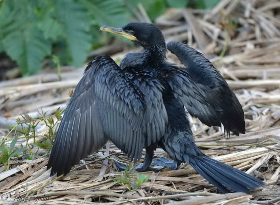 Biguá/Neotropic Cormorant