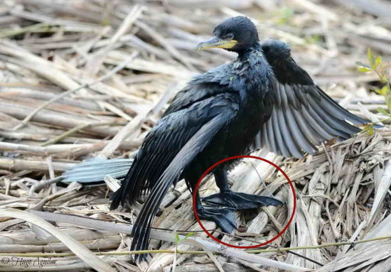 Biguá/Neotropic Cormorant
