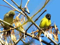 Cabecitanegra común/Hooded Siskin