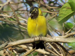 Cabecitanegra común/Hooded Siskin