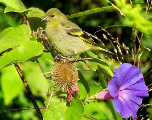 Cabecitanegra común/Hooded Siskin