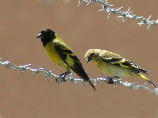 Cabecitanegra común/Hooded Siskin